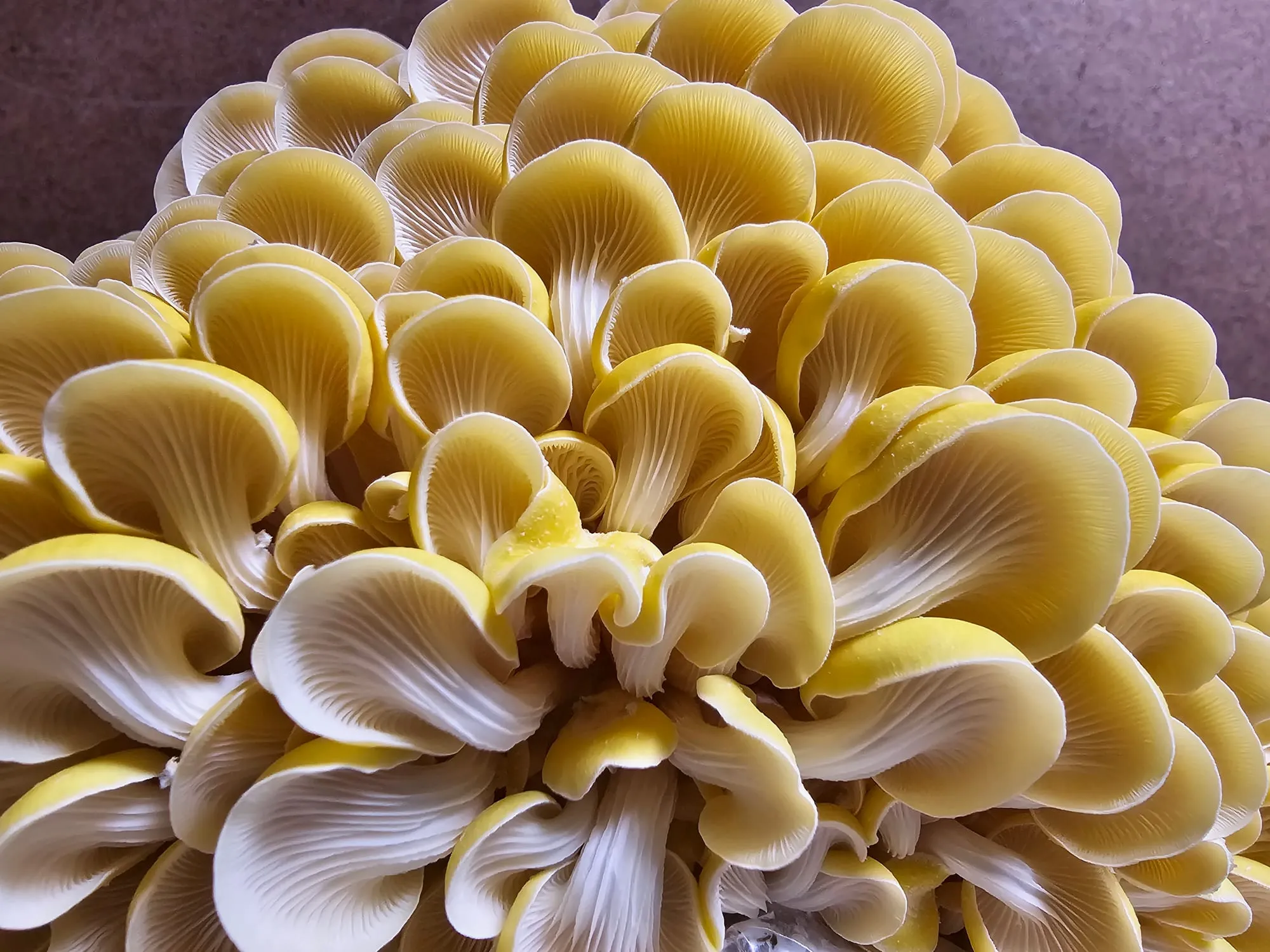 Gourmet mushrooms from Found Again Fungi