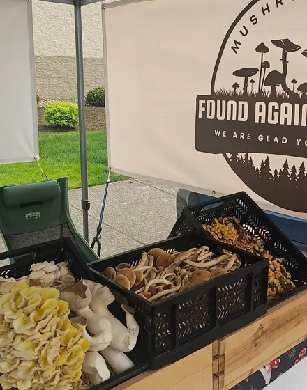Crates of oyster mushrooms on the booth table, with the Found Again Fungi banner behind