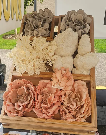 Wooden crates displaying lion's mane and pink oyster mushrooms at the market stall
