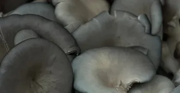 A cluster of blue-gray oyster mushrooms with broad, overlapping fan-shaped caps