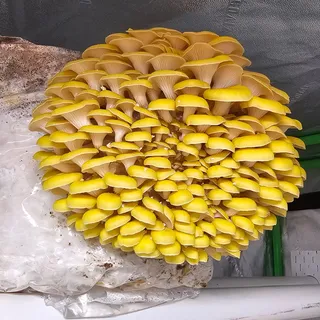 A bright yellow Golden Oyster mushroom cluster with dozens of small caps