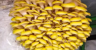 A bright yellow Golden Oyster mushroom cluster with dozens of small caps