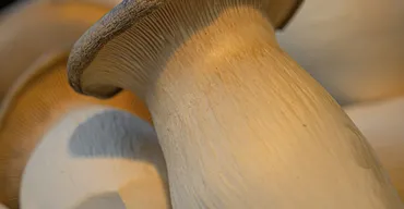 King Trumpet mushrooms with thick cream-colored stems and small tan caps