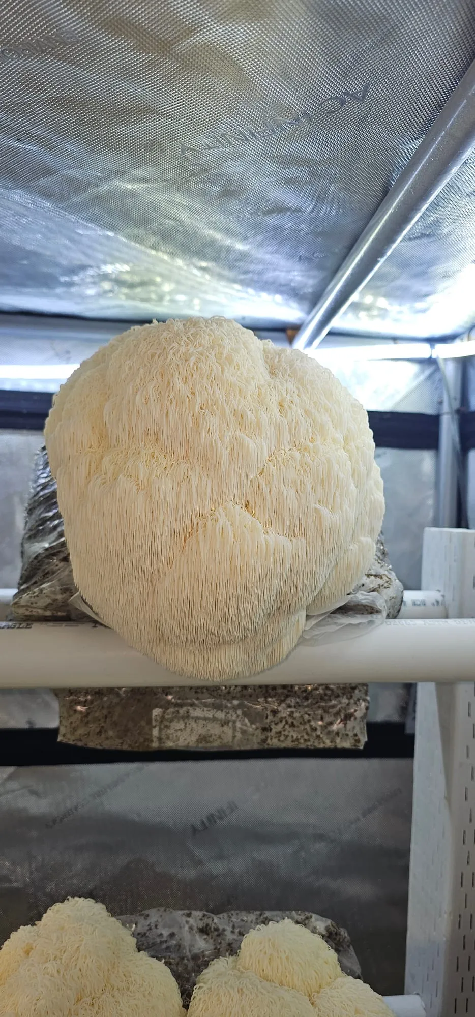 A large white Lion's Mane mushroom with cascading, shaggy spines