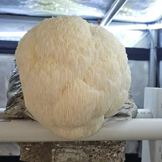 A large white Lion's Mane mushroom with cascading, shaggy spines