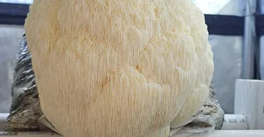 A large white Lion's Mane mushroom with cascading, shaggy spines
