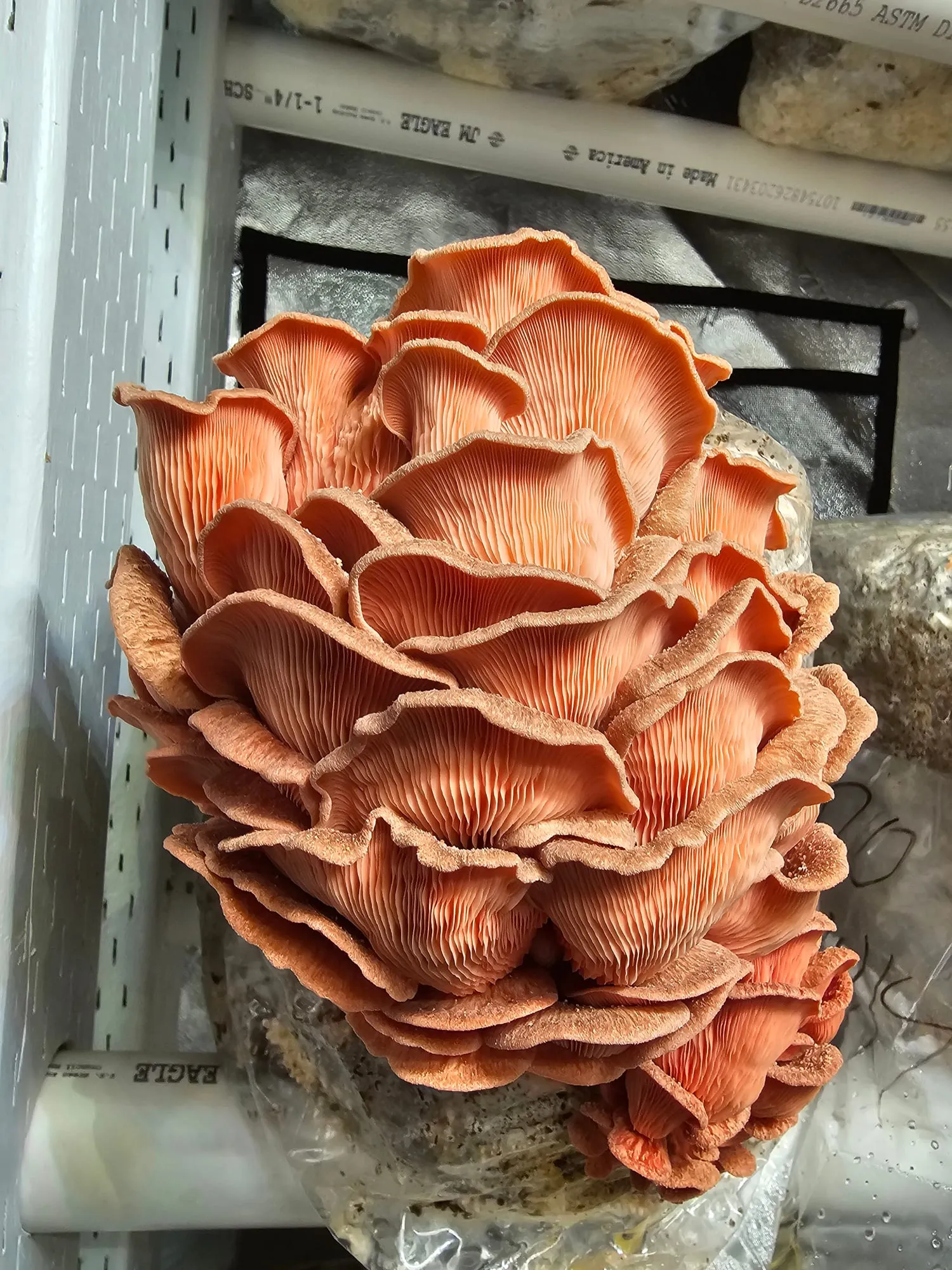 A vivid coral-pink oyster mushroom cluster with layered, ruffled caps