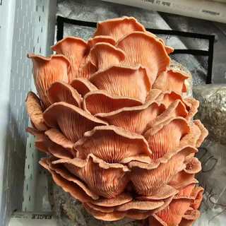 A vivid coral-pink oyster mushroom cluster with layered, ruffled caps