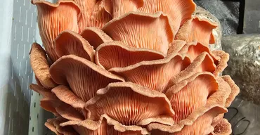 A vivid coral-pink oyster mushroom cluster with layered, ruffled caps
