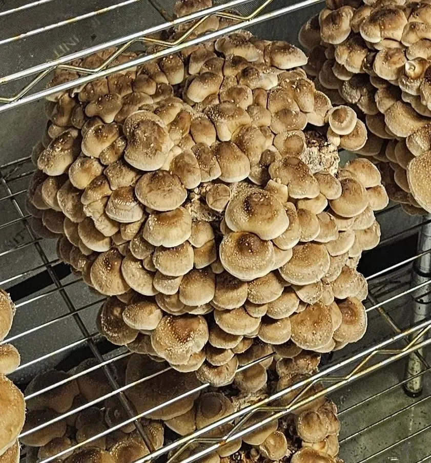 A dense cluster of brown Shiitake mushrooms fruiting from a substrate block