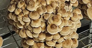 A dense cluster of brown Shiitake mushrooms fruiting from a substrate block