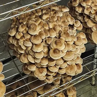 A dense cluster of brown Shiitake mushrooms fruiting from a substrate block